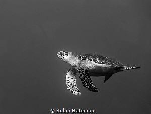 Keep Swimming by Robin Bateman 